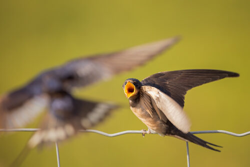 Young Swallow feeding. Baby swallow opening its beak wide as the parent swoops in to feed it a beakful of insects. Derbyshire, Peak District National Park. 