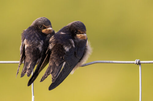 Young Swallows perched together on wire fencing while they await the return of their parents. Derbyshire, Peak District National Park. 