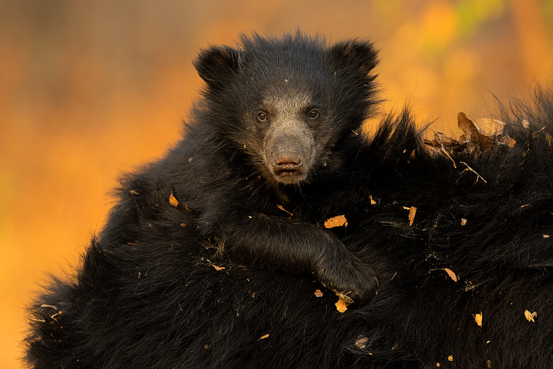 Sloth Bear Cub Piggyback. Portrait of a sloth bear riding piggyback, a unique behaviour among bears. Karnataka, India.