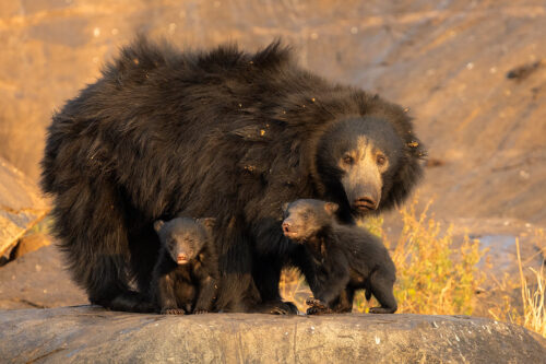 Sloth Bear Mother and Cubs. Female sloth bear with her two tiny cubs playing around her. Karnataka, India.