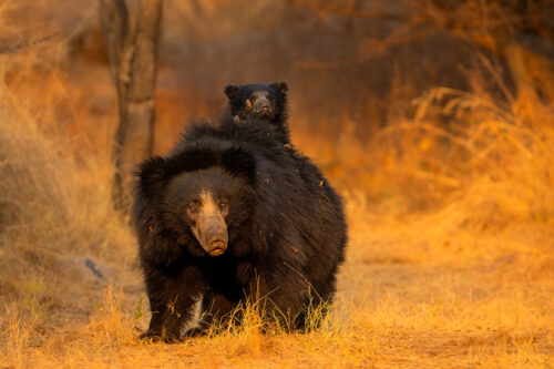 Sloth bear cub piggyback. Sloth bear mother cub riding piggyback in golden evening light. Sloth bears are the only species of bear to carry their young around like this, so cute! Karnataka, India.