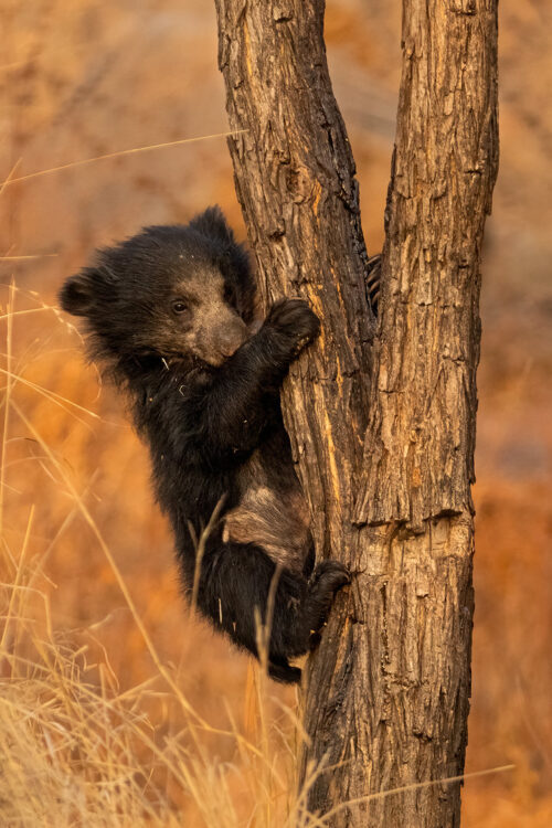 Climbing Sloth Bear Cub. A tiny sloth bear cub nimbly climbing a tree in soft evening light. Sloth bears are excellent climbers and will climb trees to knock down bee hives, giving them the alternative name 'honey bear'. Karnataka, India.