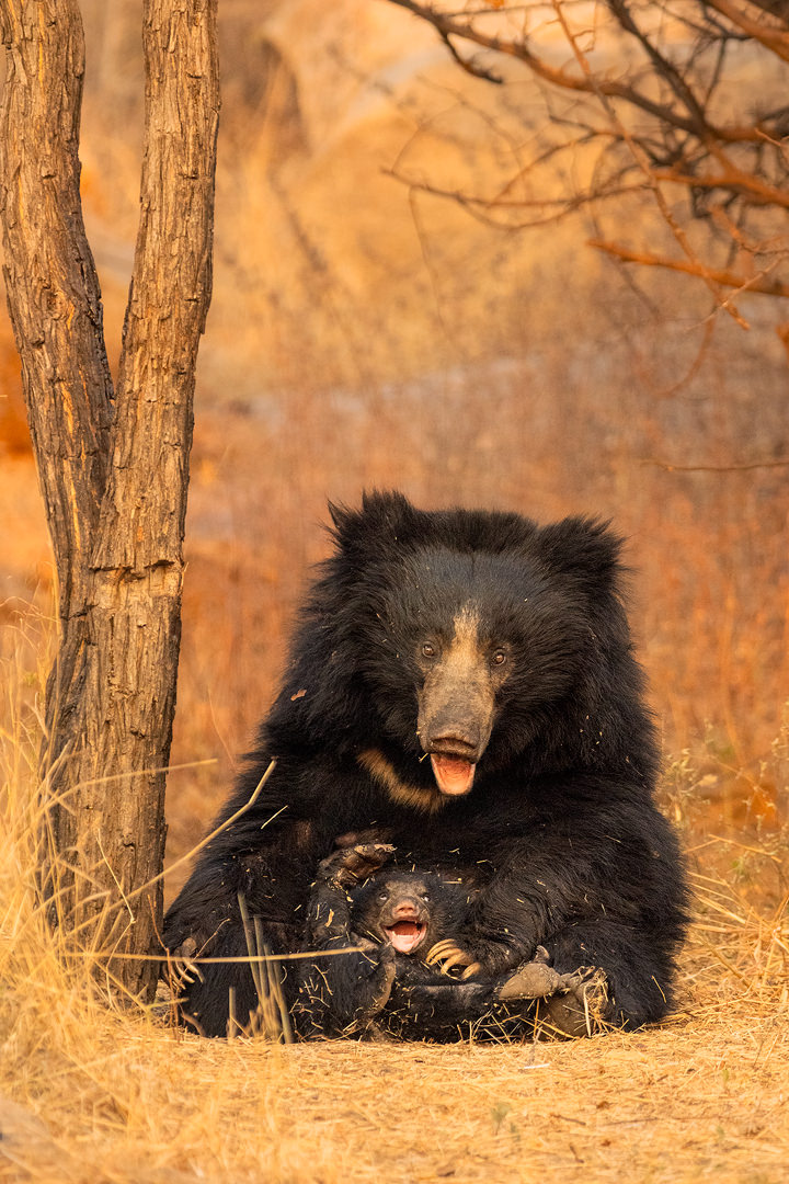 Sloth Bear Mother and cub play fighting II. A tender moment between a mother sloth bear and her young cub play fighting in soft evening light. Karnataka, India.