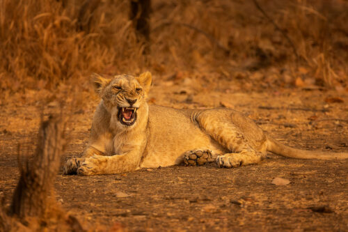 Asiatic Lion Growling. A sub adult asiatic lion growling at an annoying sibling. Gir National Park, Gujarat.