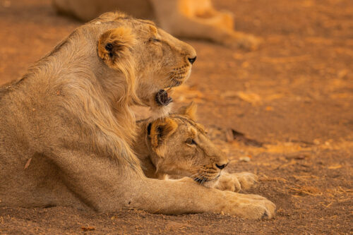 Asiatic Lions cuddling. A tender moment between a young male and sub adult cub bonding in late evening sunshine. Gir National Park, Gujarat.