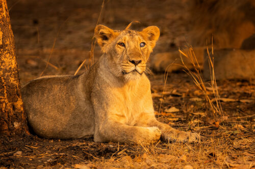 Blind Asiatic Lioness. A young Asiatic Lioness who is sadly blind in one eye in golden evening sunshine. Gir National Park, Gujarat.