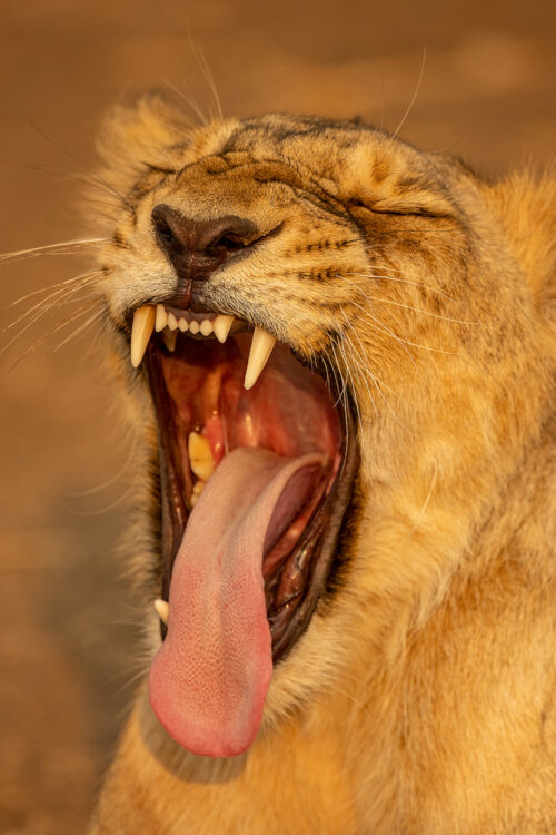 Asiatic Lion Yawning. An asiatic lioness yawning widely in late evening sunshine, showing her sharp powerful teeth. Gir National Park, Gujarat.
