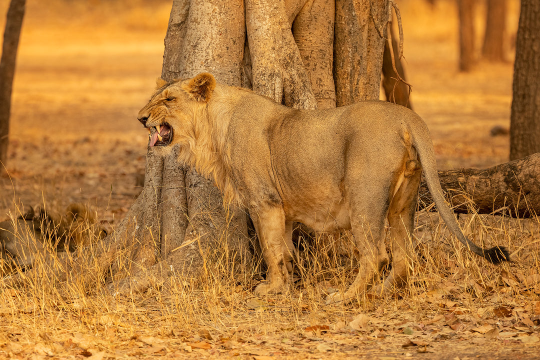 Asiatic Lion Flehmen Response. A young male Asiatic Lion performing the flehmen reaction in golden evening sunshine. Gir National Park, Gujarat.