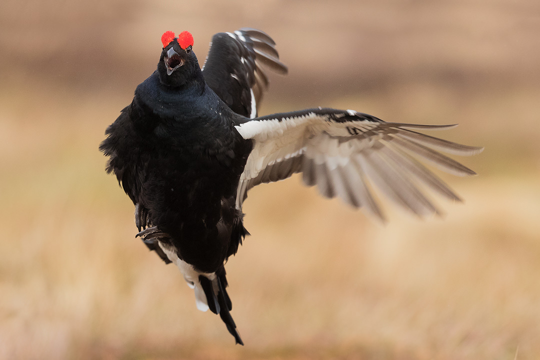 Leaping Black Grouse at the Lek, Cairngorms National Park. These little flutter jumps are a major part of the action at the lek and a behaviour I was eager to capture.