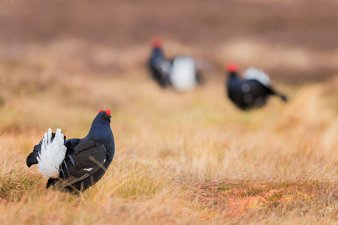 Black Grouse Lek, The spectator. A striking male black grouse looks on as two rivals size each other up in the background. Cairngorms National Park.