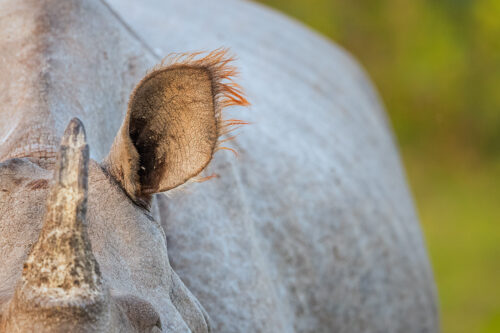 Indian Rhino Ear. close up of the ear and horn of a Greater one-horned rhinoceros (Rhinoceros unicornis). Kaziranga National Park, Assam, India. 