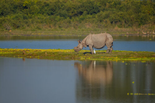 Indian Rhino reflection. A Greater one-horned rhinoceros (Rhinoceros unicornis) reflected in a wetland lake in grassland habitat. Kaziranga National Park, Assam, India.