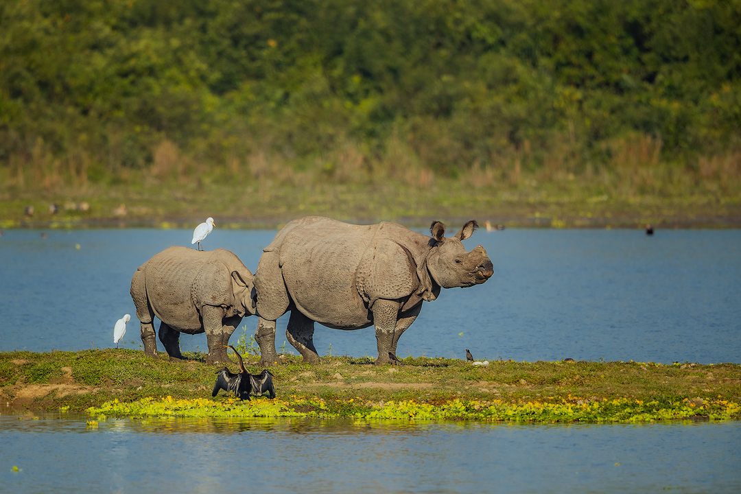 Indian Rhino mother and calf. A Greater one-horned rhinoceros (Rhinoceros unicornis) feeding her calf in wetland habitat. Kaziranga National Park, Assam, India. 