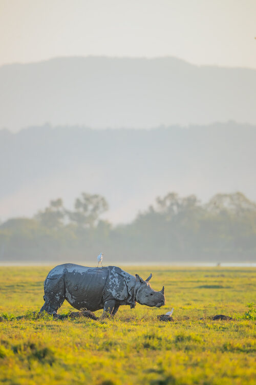 Indian Rhino in Kaziranga National Park. A Greater one-horned rhinoceros (Rhinoceros unicornis) surrounded by egrets in grassland habitat with the himalayan foothills beyond. Kaziranga National Park, Assam, India. 