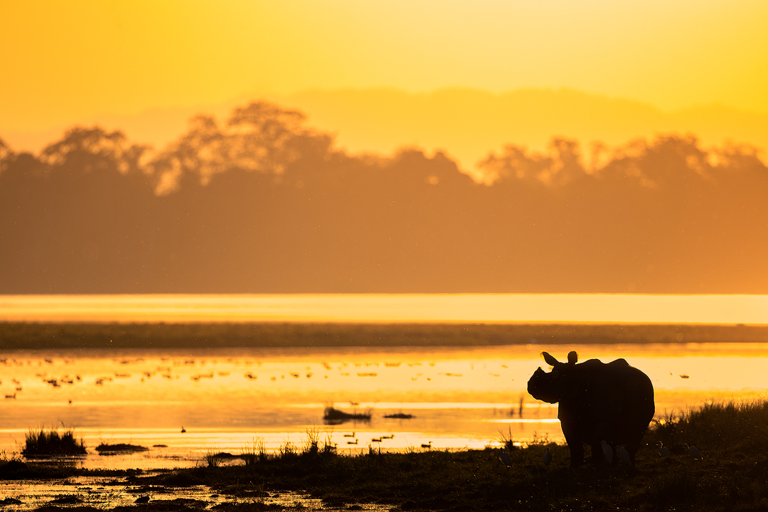 Indian Rhino Silhouette. Silhouette of a Greater one-horned rhinoceros (Rhinoceros unicornis) in wetland habitat at sunset. Kaziranga National Park, Assam, India.