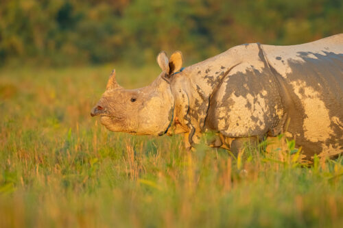 Indian Rhino side profile. A Greater one-horned rhinoceros (Rhinoceros unicornis) in grassland habitat at sunset. Kaziranga National Park, Assam, India.