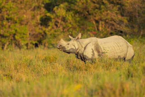 One-horned rhino Portrait. A Greater one-horned rhinoceros (Rhinoceros unicornis) in open grassland next to dense jungle. Kaziranga National Park, Assam, India. 
