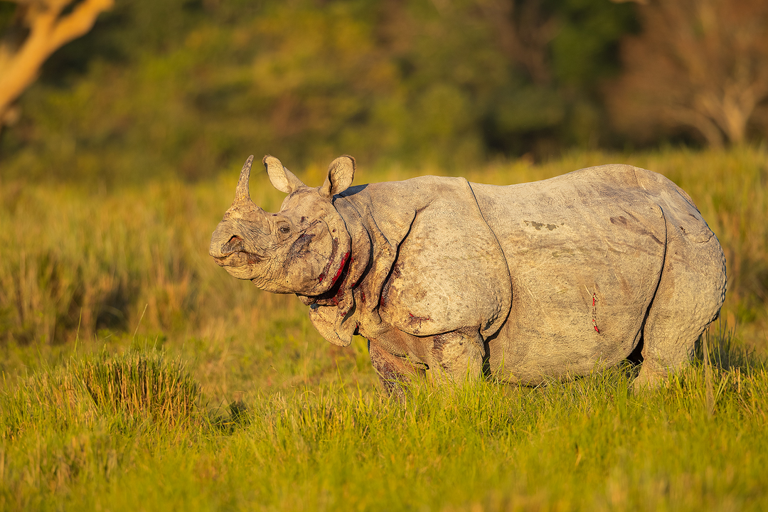 Indian rhinoceros on the track. A Greater one-horned rhinoceros (Rhinoceros unicornis) blocks the track. Kaziranga National Park, Assam, India. 
