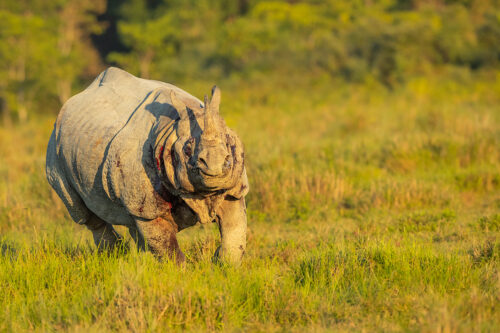 Charging Indian Rhino. A Greater one-horned rhinoceros (Rhinoceros unicornis) charging towards our jeep as he tried to escape from his attacker. Kaziranga National Park, Assam, India.