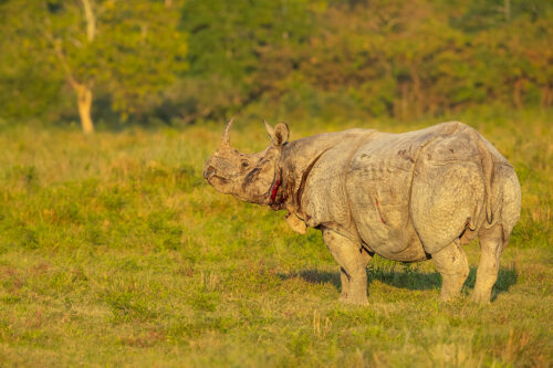 Bloody One-horned Rhino. An injured and bloody Greater one-horned rhinoceros (Rhinoceros unicornis) after a brutal fight with a rival. Kaziranga National Park, Assam, India. 