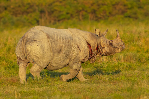 Wounded Indian Rhino. An injured and bloody Greater one-horned rhinoceros (Rhinoceros unicornis) after a brutal fight with a rival. Kaziranga National Park, Assam, India. 
