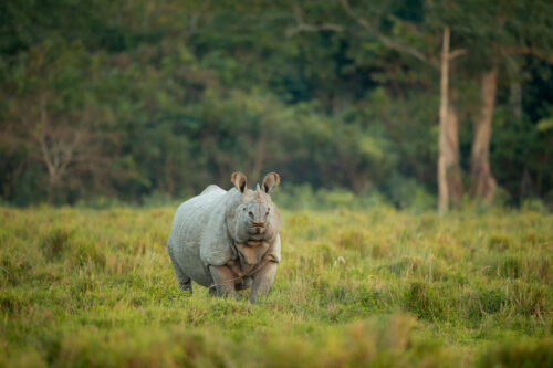 Curious Indian Rhino. A Greater one-horned rhinoceros (Rhinoceros unicornis) raises its head and looks towards our jeep. Kaziranga National Park, Assam, India. 