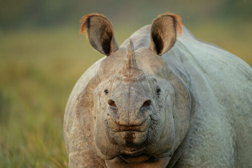 Greater one-horned rhino portrait. Portrait of an Indian Rhino (Rhinoceros unicornis) in grassland habitat. Kaziranga National Park, Assam, India. 