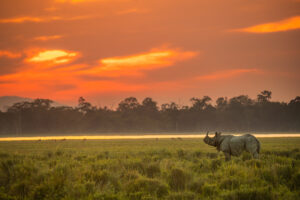 Indian Rhino at Sunset. A Greater one-horned rhinoceros (Rhinoceros unicornis) in grassland habitat under a dramatic sky. Kaziranga National Park, Assam, India.