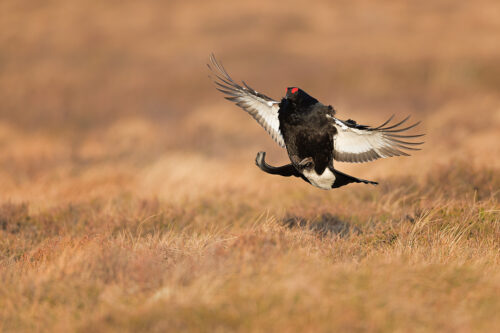 Black Grouse in Flight II, returning to the Lek, Cairngorms National Park. Periodically some of the birds will fly off mid-lek giving the impression the action has finished. More often than not though the birds return offering the opportunity for some flight shots.