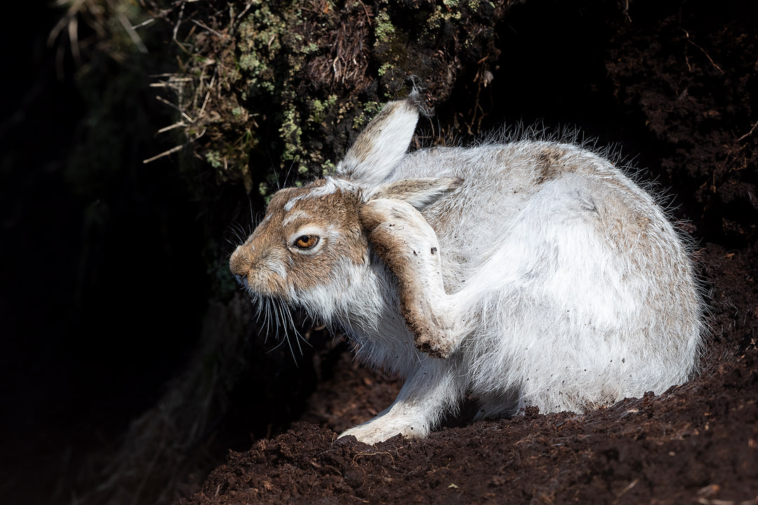 Scratching Mountain Hare. A mountain hare scratching behind its head. Derbyshire, Peak District National Park.