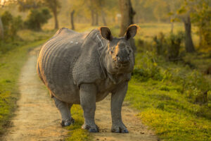 Indian rhinoceros on the track. A Greater one-horned rhinoceros (Rhinoceros unicornis) blocks the track. Kaziranga National Park, Assam, India. 