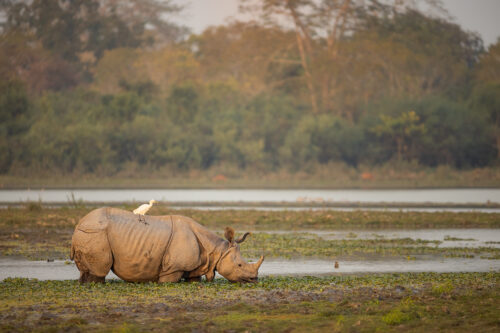 Indian Rhino grazing in wetland habitat. A Greater one-horned rhinoceros (Rhinoceros unicornis) grazing on lush water plants in wetland habitat. Kaziranga National Park, Assam, India. 
