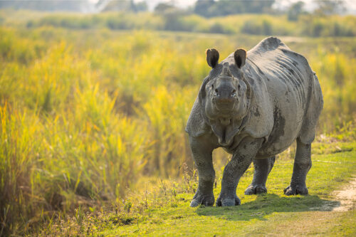Grumpy one-horned rhino. Indian Rhino (Rhinoceros unicornis) raises its head threateningly in grassland habitat. Kaziranga National Park, Assam, India. 