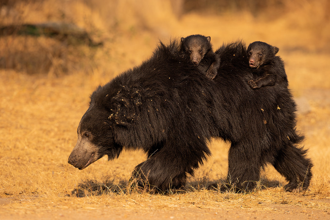 Sloth bear with cubs piggyback. Sloth bear mother with two cubs riding piggyback. Sloth bears are the only species of bear to carry their young around like this, so cute! Karnataka, India.
