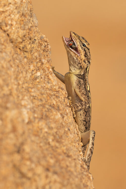 Peninsular rock agama lizard (Psammophilus dorsalis) eating a fly that it caught at lightning speed. Karnataka, India.