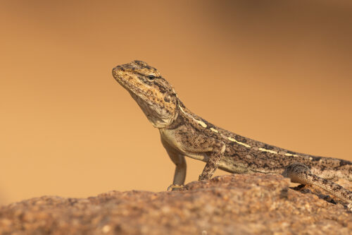 Peninsular rock agama lizard (Psammophilus dorsalis) basking in warm morning sunshine. Karnataka, India.