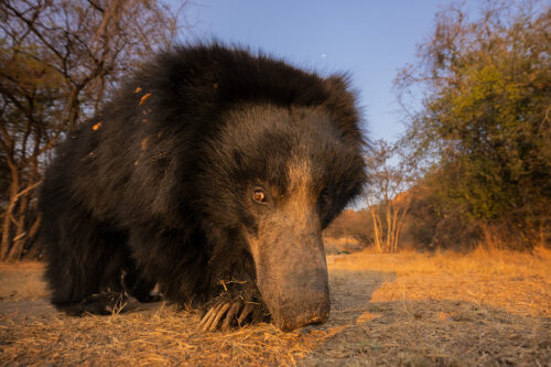 Sloth Bear Wide Angle. An adult sloth bear investigates my camera trap concealed in a pile of rocks. Karnataka, India.
