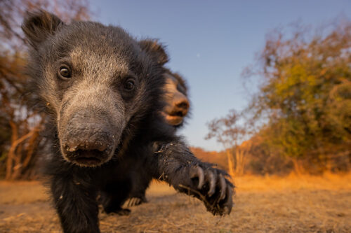 Curious Sloth Bear cub. A curious sloth bear cub investigates my camera trap. Luckily this encounter was right at the end of my time with the sloth bears as this cub left a huge snotty nose print on the lens rendering any further images useless. Karnataka, India.
