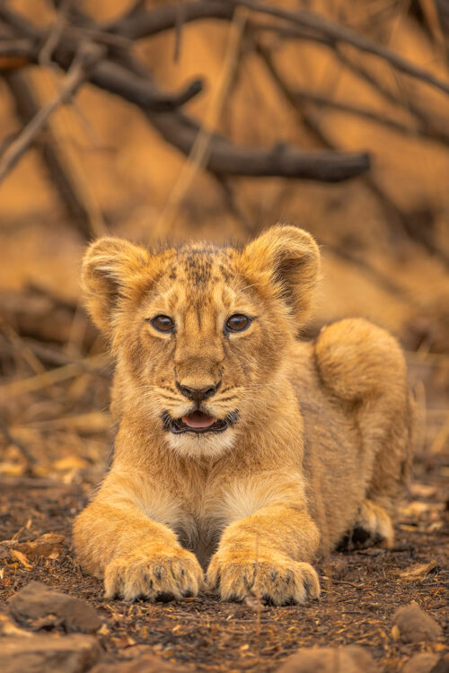 Asiatic Lion cub portrait. Portrait of an Asiatic Lion cub in soft evening light. Gir National Park, Gujarat.