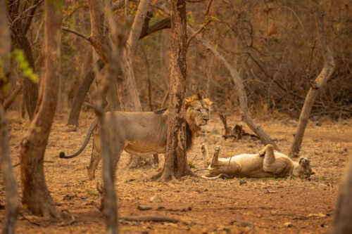 Asiatic Lion male and female. An asiatic lioness tries to entice a big male to mate with her, he was much more interested in sleeping and wasn’t happy about it! Gir National Park, Gujarat.