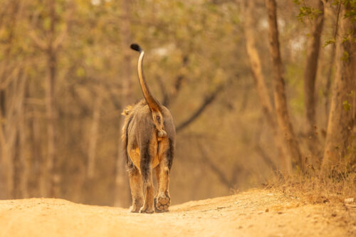 Asiatic Lion Patrolling. An impressive male lion patrolling his territory with tail raised. Gir National Park, Gujarat.