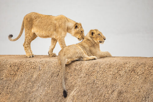 Asiatic Lion cubs on dam wall. A pair of sub adult lion cubs resting on a dam wall while their mother drinks water in the lake below. Gir National Park, Gujarat.