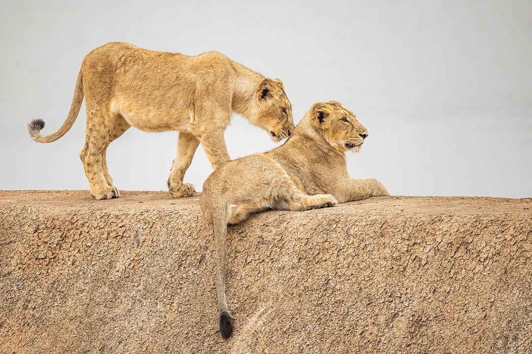 Asiatic Lion cubs on dam wall. A pair of sub adult lion cubs resting on a dam wall while their mother drinks water in the lake below. Gir National Park, Gujarat.