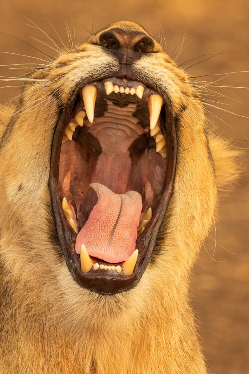 Yawning Asiatic Lion. An asiatic lioness yawning widely in late evening sunshine, showing her sharp powerful teeth. Gir National Park, Gujarat.