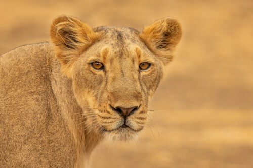 Asiatic Lioness Portrait. Portrait of a beautiful asiatic lioness in soft evening light. Gir National Park, Gujarat.