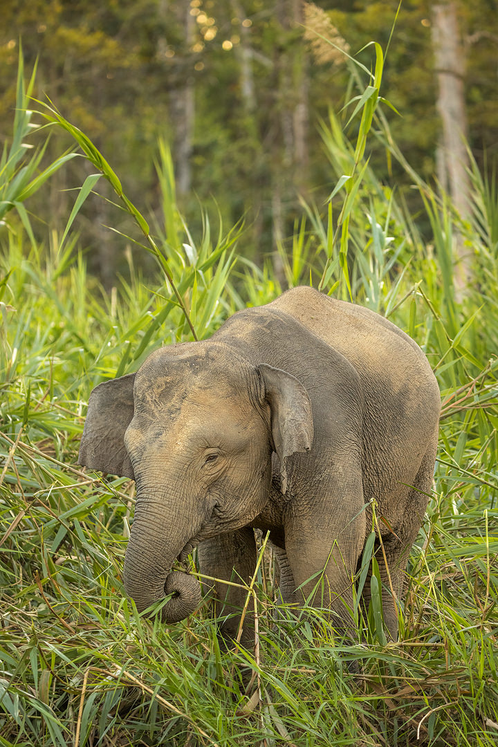 Borneo Pygmy Elephant. A Bornean Pygmy Elephant feeding on the banks of the the river Kinabatangan in Borneo.