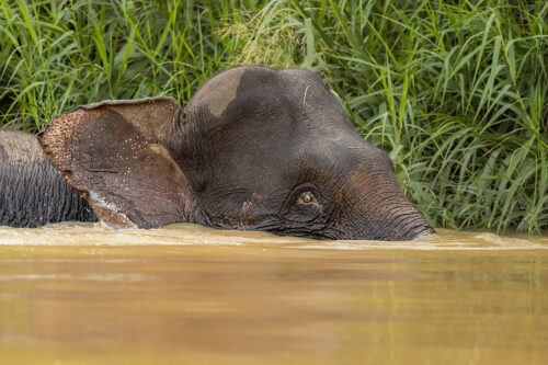 Borneo Pygmy Elephant Swimming. A Bornean Pygmy Elephants swimming in the river Kinabatangan in Borneo.