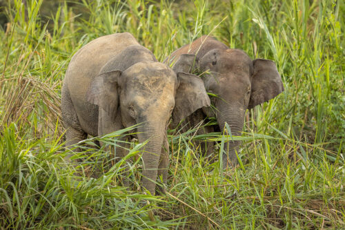 A pair of Borneo Pygmy Elephants grazing on the long grass and reeds on the banks of the river Kinabatangan in Borneo.
