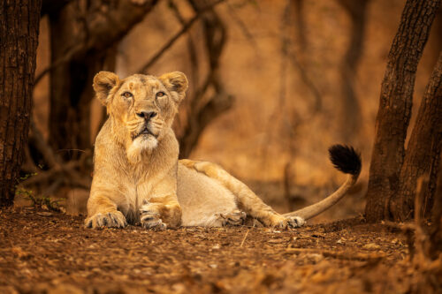 Asiatic Lioness resting. An asiatic lioness resting during the searing afternoon heat and using her tail to keep flies away. Gir National Park, Gujarat.