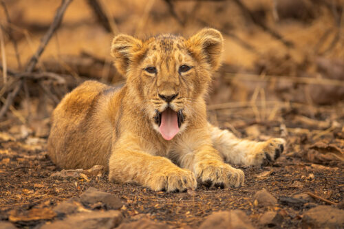 Asiatic Lion cub yawning. A cute two month old asiatic lion cub yawning widely in soft evening light. Gir National Park, Gujarat.